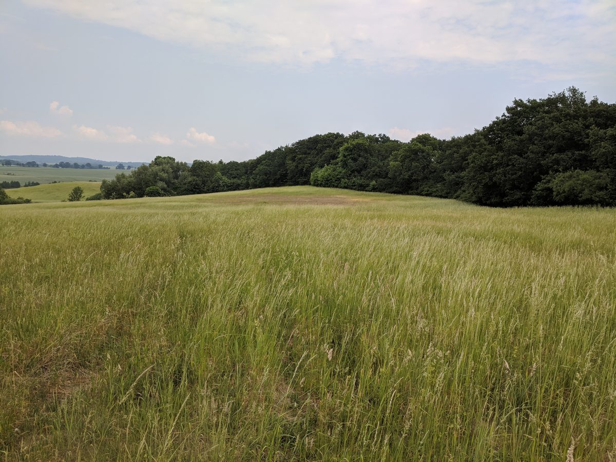 Ivenacker Eichen mit Baumkronenpfad — über 1.000 Jahre alte Eichen in der Mecklenburgischen Schweiz